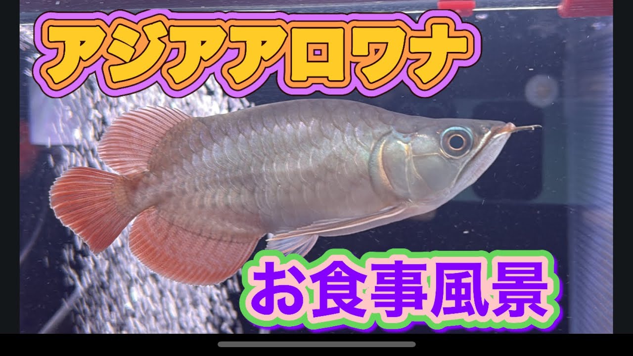 Shop Visit] Part 1: Extremely Rare Arowana at This Price! Tropical