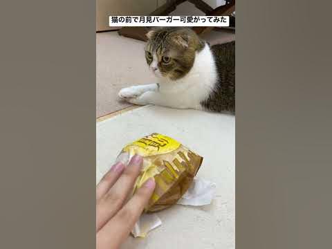 猫の前で月見バーガーを可愛がってみた結果 Ww Shorts Youtube