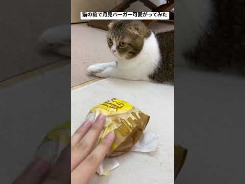 猫の前で月見バーガーを可愛がってみた結果…ww#shorts