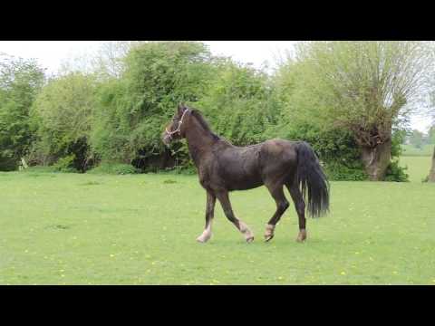 Hackney Horse William is back in his beloved meadows!