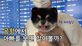 강아지가 3주만에 아빠를 만나면? by 국내산양파 독일산먼지 942 views 1 year ago 4 minutes, 30 seconds