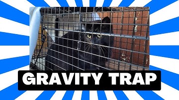 How To Use A Gravity Cat Trap