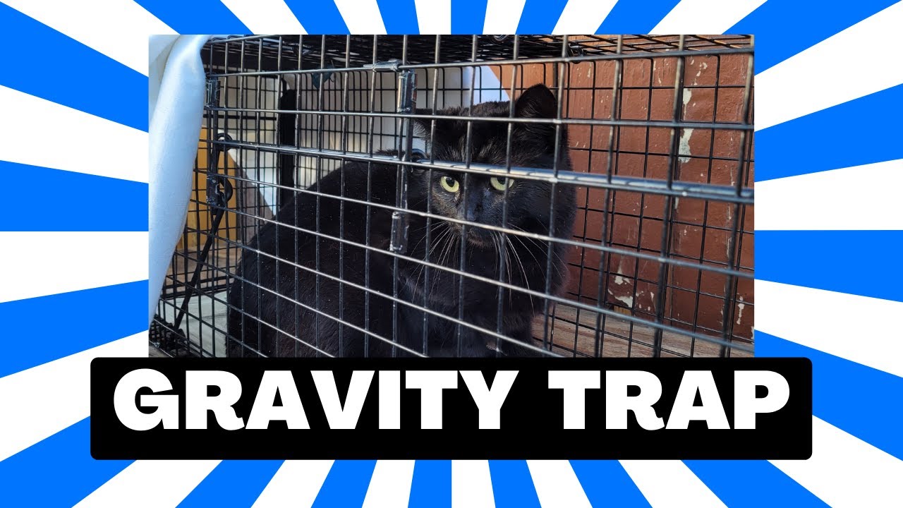 How To Use A Gravity Cat Trap YouTube