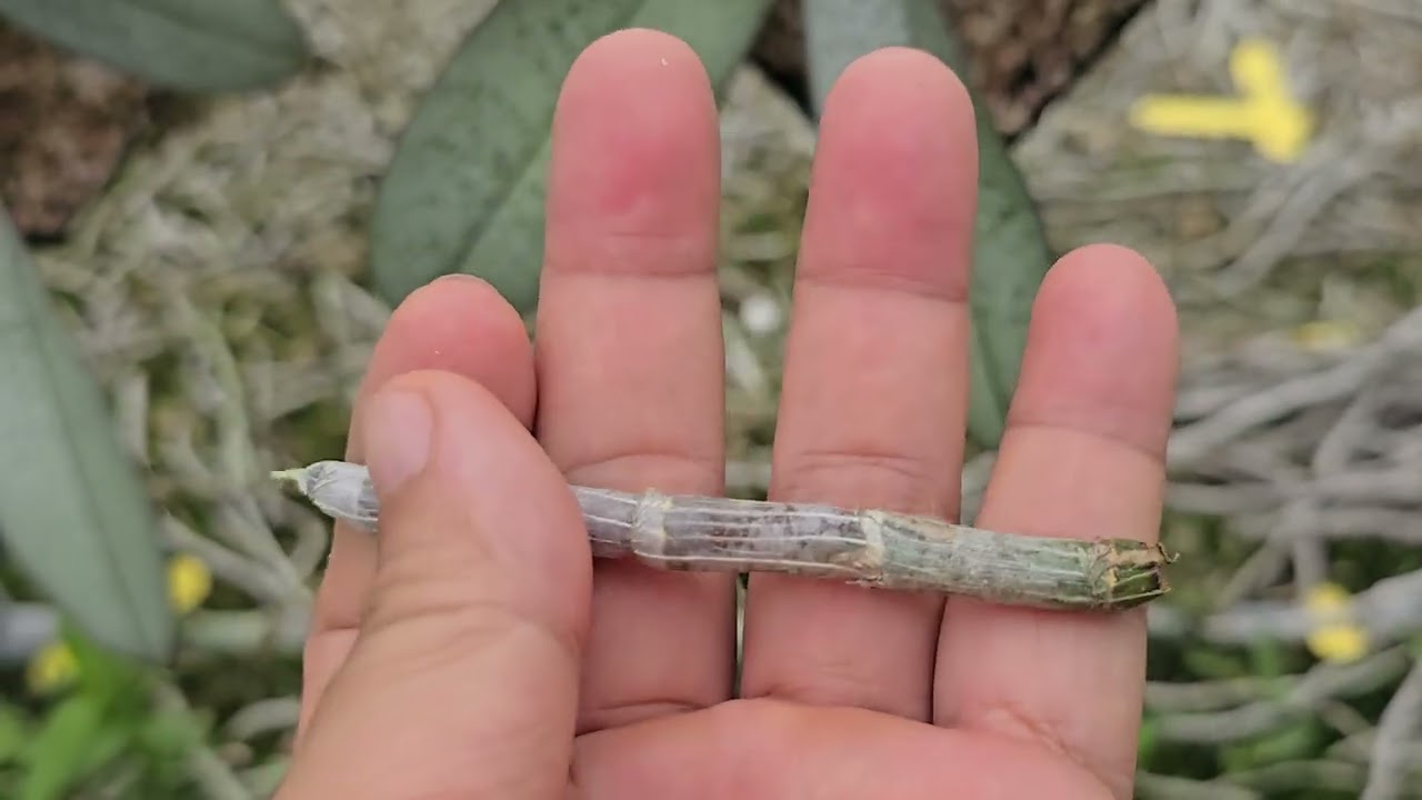 孵過高芽嗎.高芽怎麼孵，要注意的事