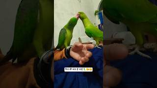 दीदी मिट्टु🥰 #parrot #mithun #birds #talking #shorts #ytshorts #talking #somendradeepak #video #alex