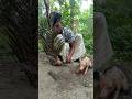 Forest rat hunting #survival #hunting #animals #shorts #killing #farmer #hunt #agriculture #rattrap