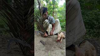 Forest rat hunting #survival #hunting #animals #shorts #killing #farmer #hunt #agriculture #rattrap