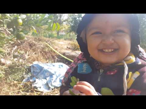 Video: Apple Of Peru Shoofly Plants - Wat is Appel van Peru en is dit indringend