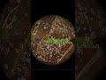 Sniping From Vacuum Chambers Is OP! - Ark: Survival Ascended