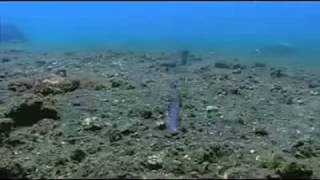1509National Geographic animal with voice, very good ah