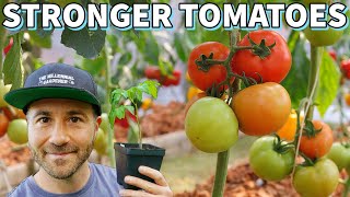 Grow The STRONGEST Tomato Plants With These 4 Garden Secrets!