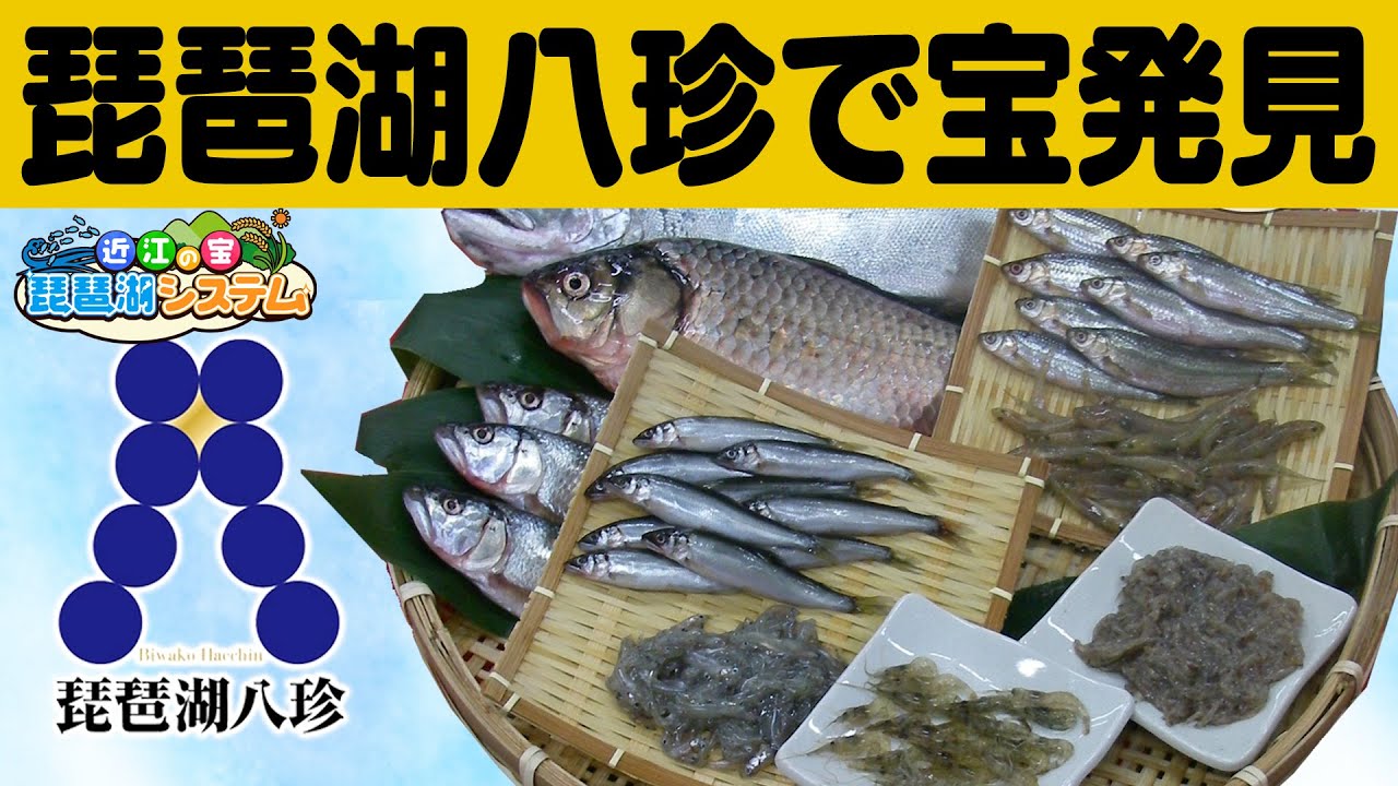 琵琶湖の特徴的な魚介類「琵琶湖八珍」で宝発見【近江の宝 琵琶湖