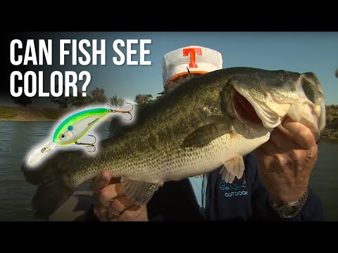 Can Fish See Color? 