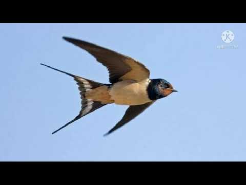 SP RAJA LIUR REVISI MIK TARIK SENJA