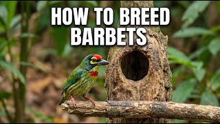 Download Lagu How to Breed Barbets: Housing, Diet, Nesting, and Challenges Explained MP3