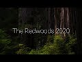 Photographing the Redwoods 2020