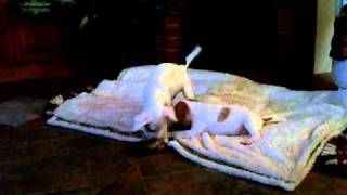 Pups@play 014.AVI