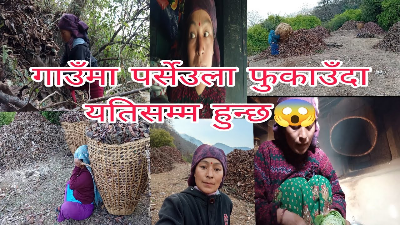 गाउँले जीवन यस्तै छ।कहिले के कहिले के आज चाहिँ पर्सेउला थुट्दै अनि ओसार्दै लास्टै थाकियो 🥴# gaughar 