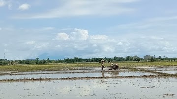 The process of leveling rice fields using a rice fields tractor machine part4