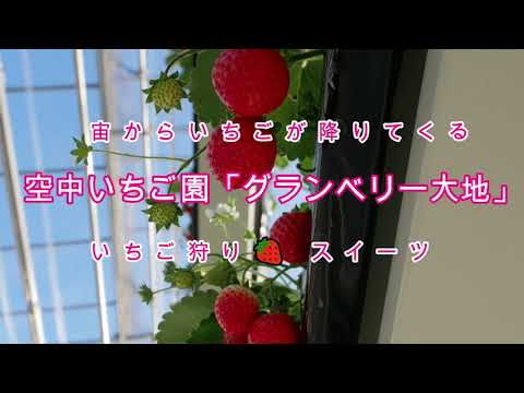 空中いちご園「グランベリー大地」オープン！