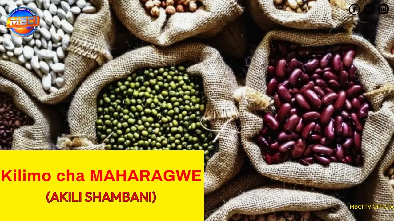 LEARN HOW TO PLANT BEANS IN THE GARDEN... Kilimo cha Maharagwe || AKILI SHAMBANI