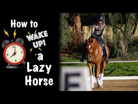 Wake Up Lazy Horse