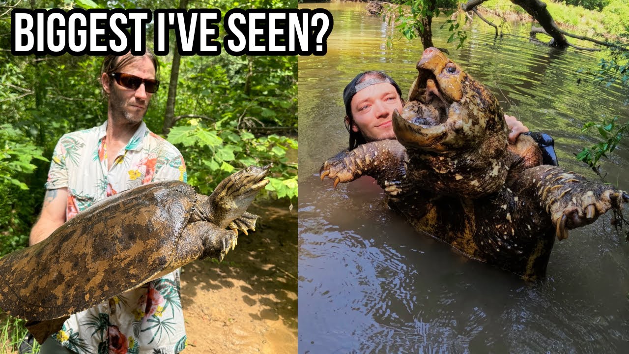 Summer Creek Walking for Snakes and Turtles in Georgia! HUGE Snapper, Kingsnake, and More!