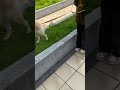 愛踩草皮的豆皮