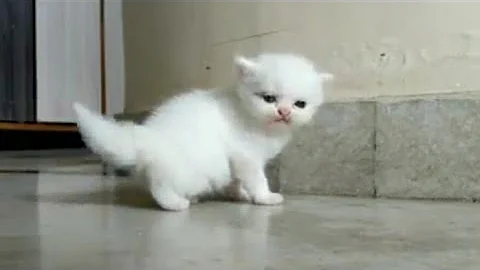 Video 4476381: persian kitten pets animal, cute white persian kitten, persian kitten lover, dog kitten persian, fish persian, cat kitten cute funny, cat kittens playing funny