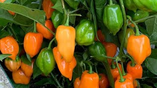 HARVEST: So MANY HOT Habaneros!!