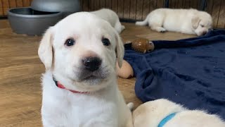 Lab Puppies LIVE STREAM ! Puppy Cam Jun 21 pt 4