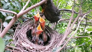 Black Bird Feeding and Nurturing their Nestlings part 4