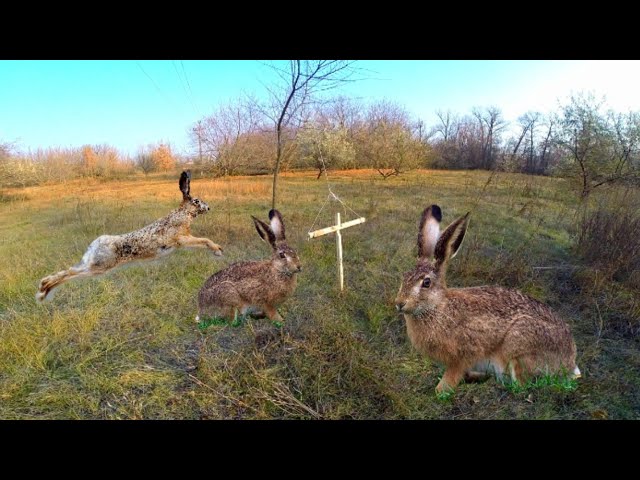 Кратко об охоте на зайца