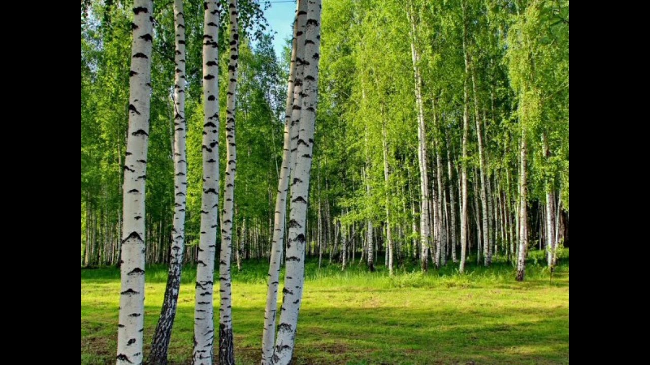 Фото Березы Летом В Хорошем Качестве