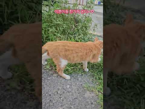 우리 길냥이들 #복순이 #까망이 #퇴근 #부산강서구