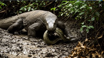 Komodo Dragon VS Python: The ULTIMATE Predator Showdown! 🐉🐍