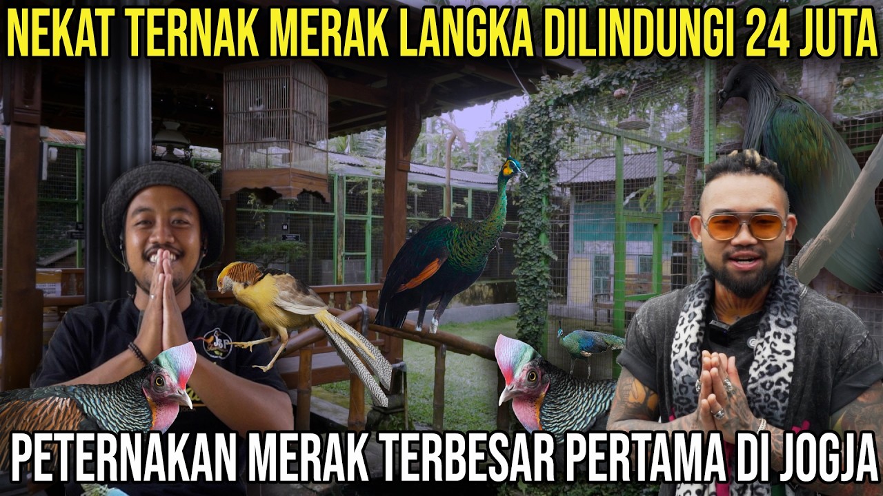 NEKAT TERNAK MERAK LANGKA DILINDUNGI 24 JUTA, PETERNAKAN MERAK TERBESAR PERTAMA DI JOGJA #audreya