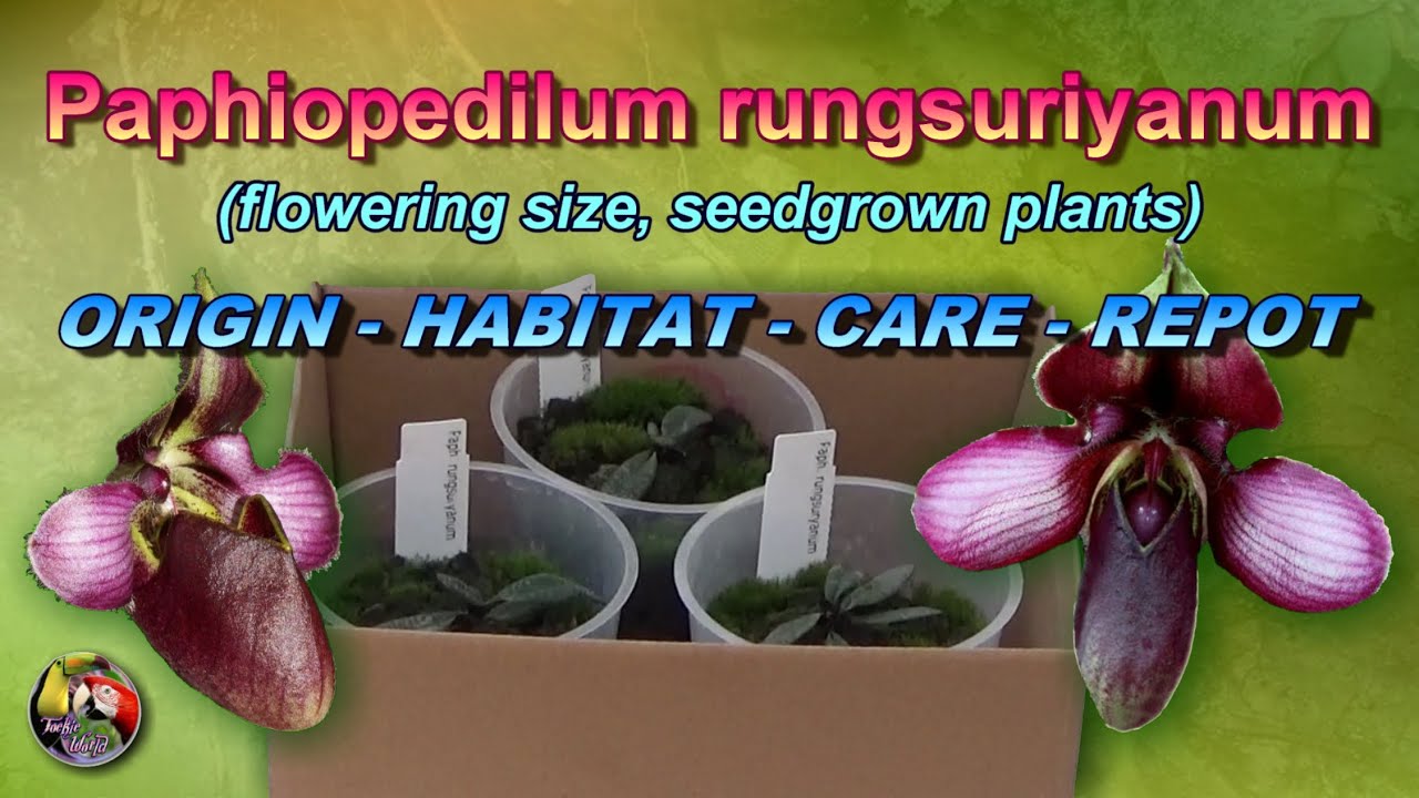 Paphiopedilum rungsuriyanum - ORIGIN - HABITAT - CARE - RE-POT (flowering size, seed grown plants)