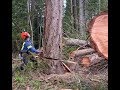 FALLING TIMBER, HIGH WINDS, NOW WERE LOGGING