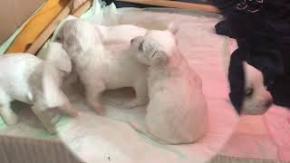 Chiots Bichon Maltais 3 Semaines Youtube