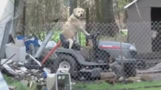 Lawn Mower Dog