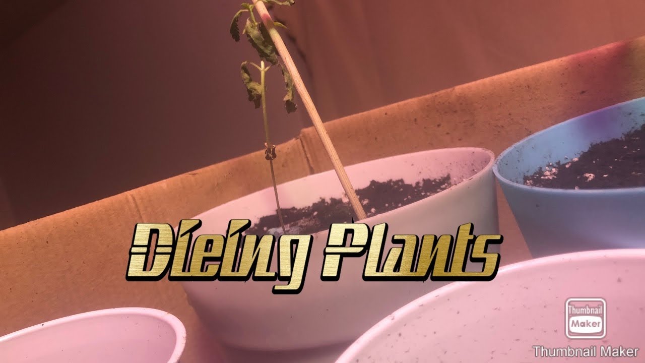 Grow Room Upgrade Fails