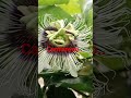 Bunga"MARKISA".begitu cantix.. nyooo..