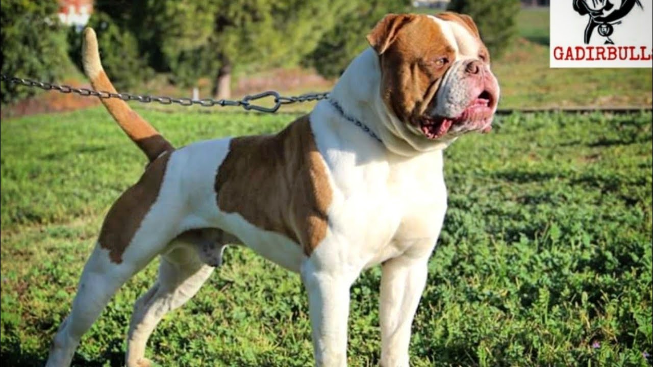 Macho bulldog americano