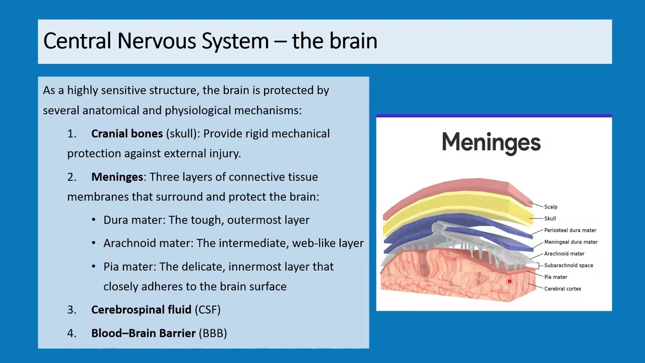 Physiology I nervous system