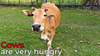 Cows are very hungry