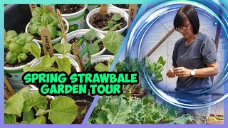 Spring Straw Bale Garden Tour
Yvonne takes you on a Spring Straw Bale Garden tour. Spring Straw Bale Garden Tour