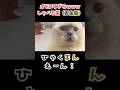 オモロすぎるｗｗｗしゃべる猫（お金編）