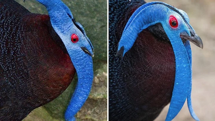 20 STRANGE BIRDS YOU WON'T BELIEVE EXIST! PT. 3