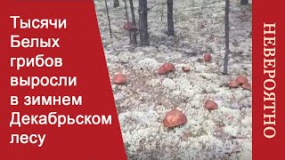 Белые грибы зимой в лесу. Тысячи грибов под снегом.